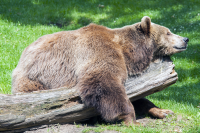 Berlin zoo bear resting