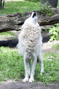 Berlin zoo howling wolf