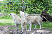 Berlin zoo howling wolfs