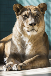 Berlin zoo lioness