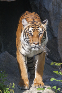 Berlin zoo tiger