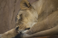 lioness sleeping