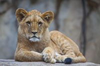 majestic lion cub