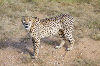 Duestenbrock cheetah