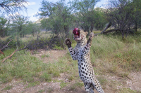Duestenbrock leopard feeding time