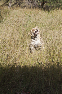 Duestenbrock leopard