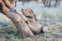 Erindi lion stretching