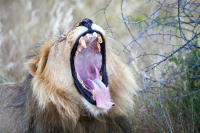 Erindi yawning lion