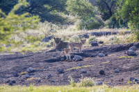 Etosha lion cubs