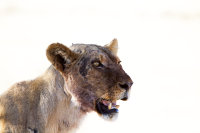 Etosha lioness profile