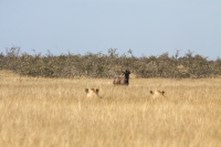 Etosha lioness wilderbeest