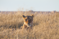 Etosha lioness lookout