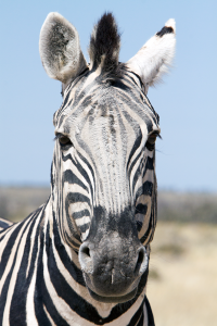 Etosha zebra head