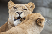 lioness ear biting