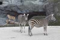 zebra with lioness