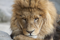 lion thinking