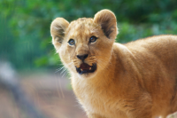 Amazed lion cub