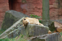 Lion cub sleeping