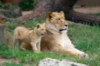 lioness and lion cub