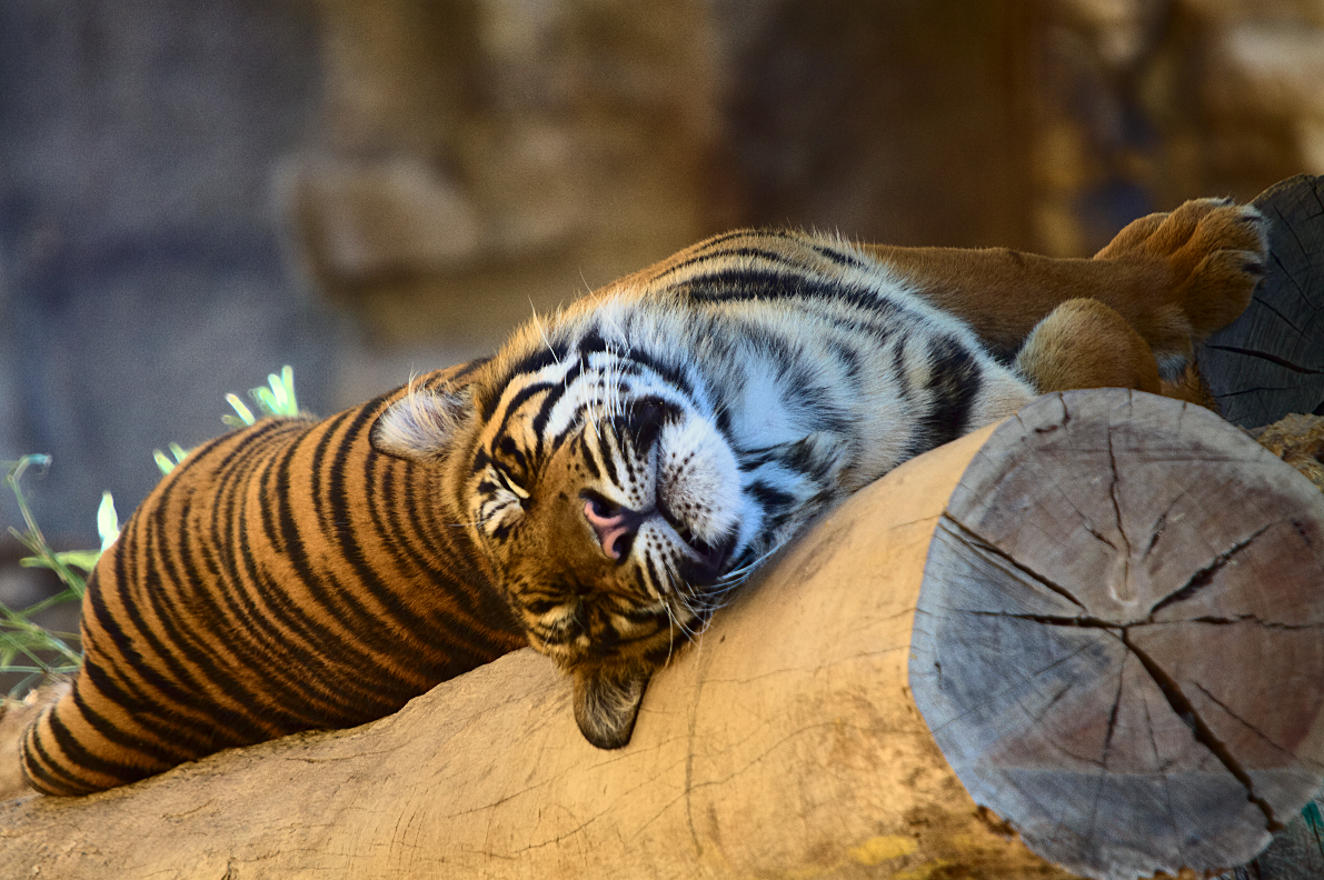 [Image: tiger_sleeping_tree.png]