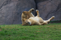 lioness and lioncub