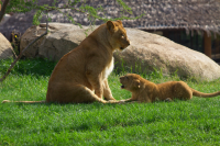 lioness and lioncub