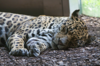Sleeping leopard