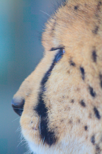 cheetah profile