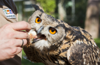 Eagle owl feeding