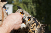Eagle owl feeding