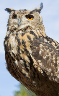 Eagle owl stealth