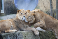 lion cuddle