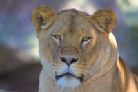 lioness portrait