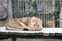 lioness prague