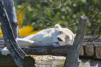 white lioness dozing