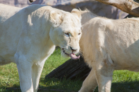 white lioness tongue
