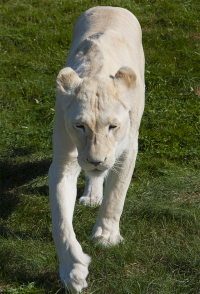 white lioness
