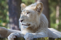 young white lion